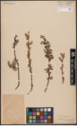 Foto von Salix aurita L.